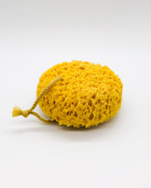 Sea Sponge