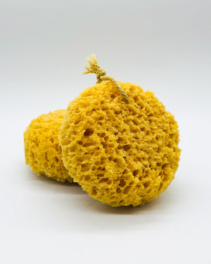 Sea Sponge